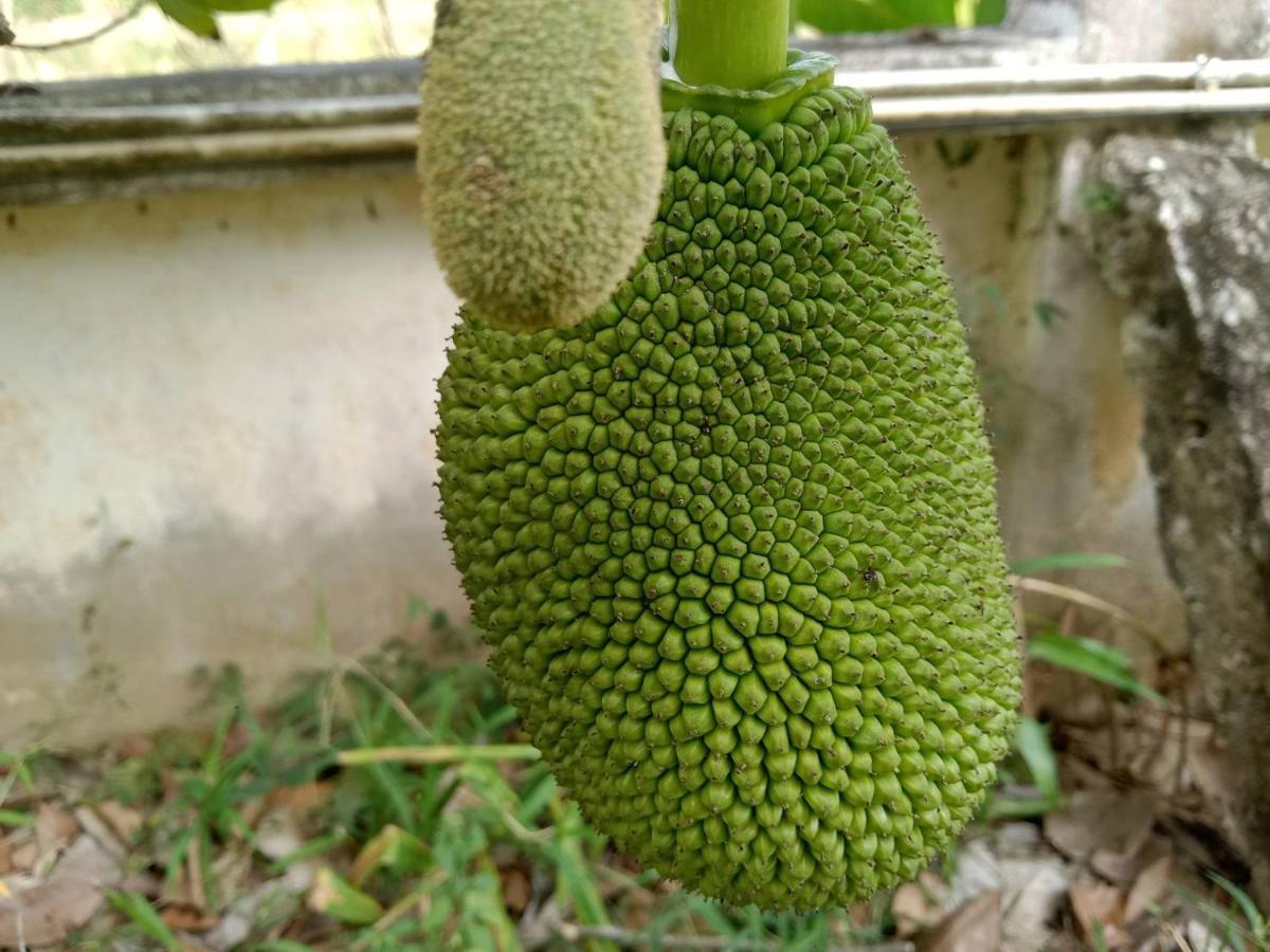 Nong ap Chang Ban Chang Klang Na מראה חיצוני תמונה