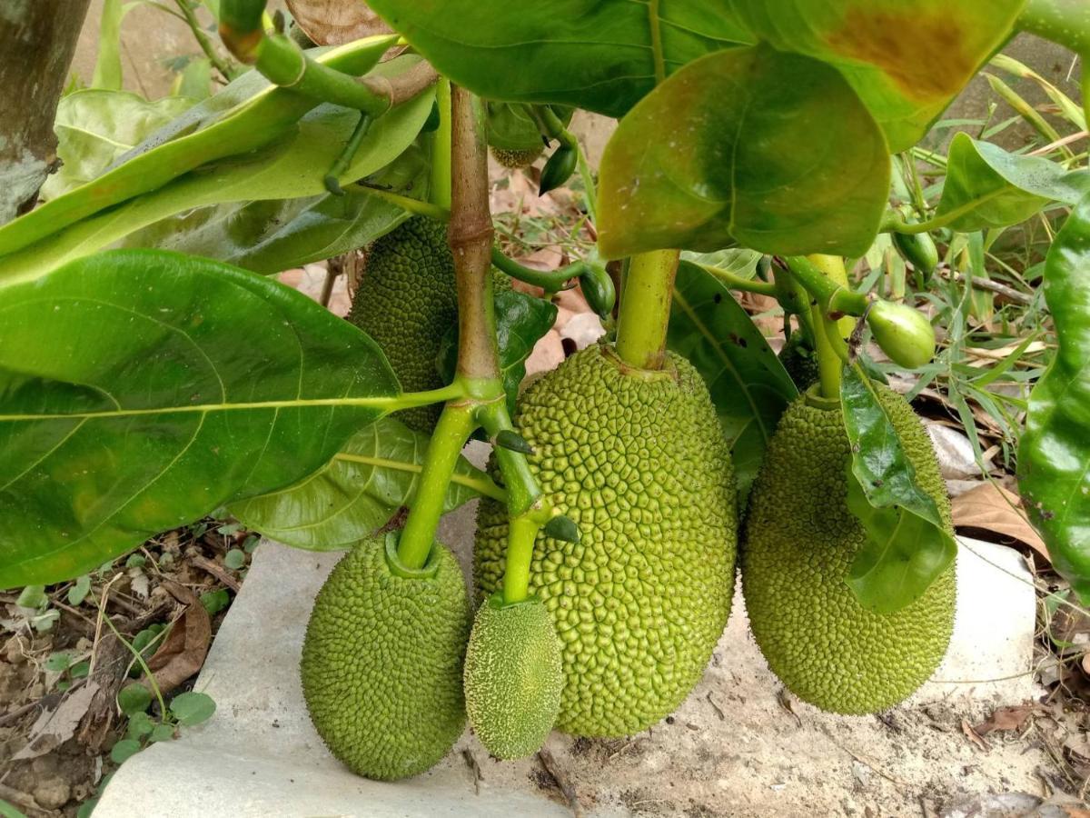 Nong ap Chang Ban Chang Klang Na מראה חיצוני תמונה